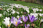 Spettacolo di crocus ai prati della Pigolotta di Valtorta il 26 aprile 2018 - FOTOGALLERY